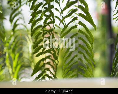 Tiger Farn, LOMARIOPSIDACEAE, Nephrolepis sp. Kultiviert in Zierpflanzen im Garten gepflanzt, hängende Topfpflanzen. Nephrolepis exaltata (L.) Schott Stockfoto