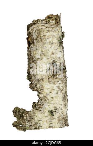 Grafikressourcen. Nahaufnahme der Birkenrinde isoliert auf weißem Hintergrund Stockfoto