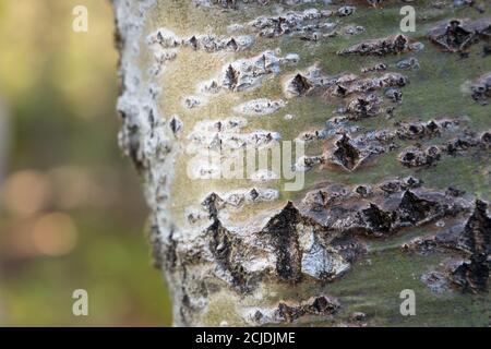 Detail der goldenen Birkenrinde im Salzmarsch von Penouille, Forillon National Park, Gaspésie, Quebec, Kanada Stockfoto