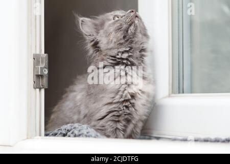 Kätzchen im Fenster. Kleine verspielte flauschige graue Kätzchen auf Fensterbank im Haus schaut durch das Fenster. Hauskatze schnüffelt draußen riechen einsam Stockfoto