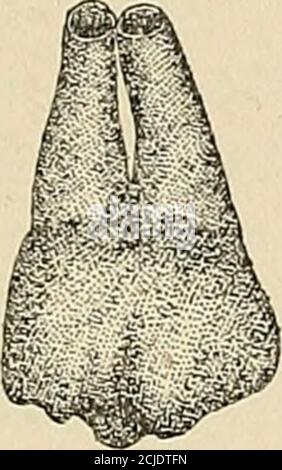 . Deskriptive Anatomie der menschlichen Zähne . Abb. 71. Stockfoto