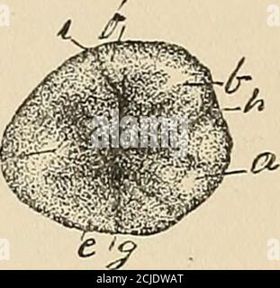 . Deskriptive Anatomie der menschlichen Zähne . Abb. 71. Stockfoto