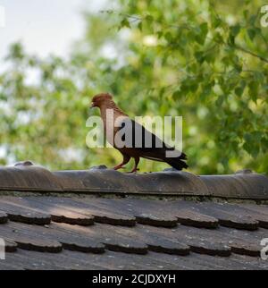 Eine gimpel Tauben Columbidae steht auf einem Dach. Sie hat braunes Gefieder an Körper und Kopf und schwarz an den Flügeln. Stockfoto