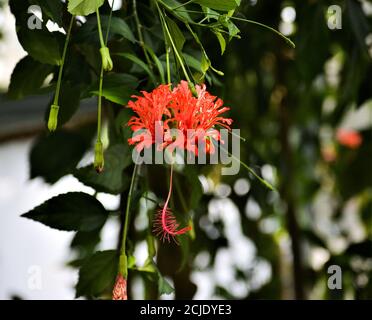 Die Blüte des Hibiscus schizopetalus ähnelt einer Koralle, sowohl in der Farbe als auch in der Form. Stockfoto