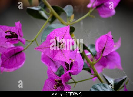 Ein Zweig mit vielen violetten Blüten der Papierblume. Stockfoto