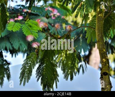 Persischer Seidenbaum, Albizia julibrissin var. Rosea ist eine Art Palme mit seltsam aussehenden Blumen. Stockfoto