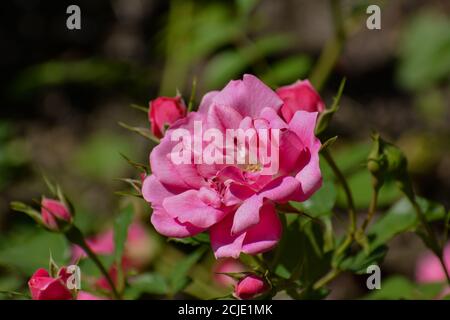 Die Rose mit dem Namen Bad Wörishofen hat eine offene rosa Blüte. Im Hintergrund sieht man einige geschlossene Blumen. Stockfoto