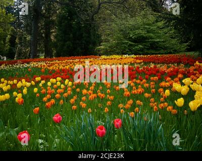 Tulpenwiese mit einer großen Vielfalt an verschiedenen Tulpenarten. Stockfoto
