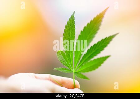Bush grünes Marihuana Cannabis auf himmelblauem Hintergrund Stockfoto