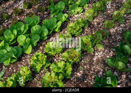 Wachsende luttaga Plantage für die Nahrungsmittelnutzung für den Hausgebrauch Stockfoto