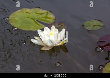 Nahaufnahme des heiligen Lotus auf dem Wasser unter dem Sonnenlicht Mit einem verschwommenen Hintergrund Stockfoto