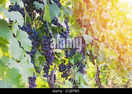 Nahaufnahme der blauen Trauben auf der Weinrebe im Weinberg. Stockfoto