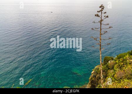 Schöne Panorama-Landschaft mit Blick auf die Cinque Terre Meer auf einer Klippe im Dorf Corniglia mit einer schönen hohen Agave Blume auf der rechten Seite... Stockfoto