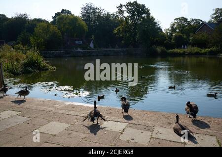 South Pond in West Sussex Stadt Midhurst. Friedlicher Zufluchtsort für Wildtiere und ein schöner Ort im Stadtzentrum Stockfoto