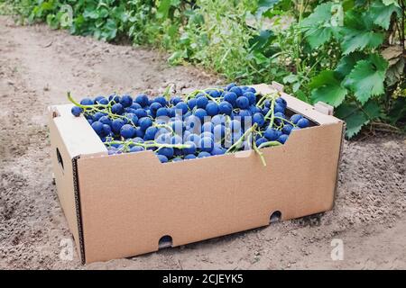Geerntete blaue Trauben in Karton in der Nähe von Weinberg Stockfoto