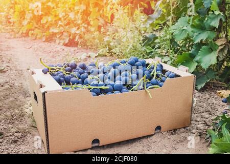 Geerntete blaue Trauben in Karton in der Nähe von Weinberg Stockfoto