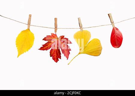 Vier Herbstblätter hängen an einem Seil, isoliert auf weißem Hintergrund Stockfoto