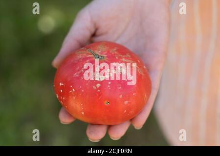 Gelbe, weiße Flecken auf Tomatenfrüchten sind Zeichen von bakteriellem Krebs der Pflanze Stockfoto