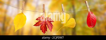 Vier Herbstblätter hängen auf Wäscheklammern an einem Seil, fallen Wälder paoramic Hintergrund Stockfoto