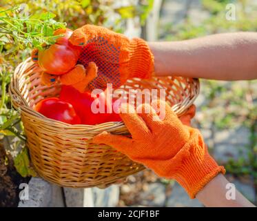 Rote Tomate in weiblichen Händen. Tomaten im Korb ernten. Reife Tomatengemüse. Hausgarten. Gemüseanbau. Landwirt Tomaten Pflücken, Gartenarbeit Stockfoto