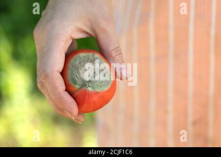 Reife rote Tomate mit verwöhnter Spitze von hellgrüner Fäule In der Hand Stockfoto