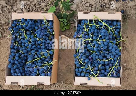Geerntete blaue Trauben in Kartons in der Nähe von Weinberg Stockfoto