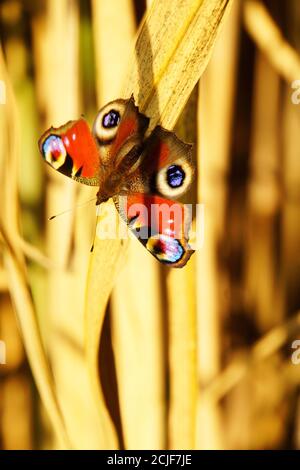 Schmetterling Europäischer Pfau auf getrockneten Bambusblättern in lebendigen Farben. Stockfoto