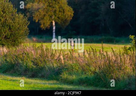 Ein Falke steht auf einem kleinen Zaun zwischen zwei Feldern Und sucht nach Nahrung, um zu jagen Stockfoto