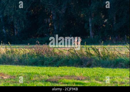 Ein Falke steht auf einem kleinen Zaun zwischen zwei Feldern Und sucht nach Futter, um zu jagen, während Hirsche vorbeigehen Im Hintergrund Stockfoto