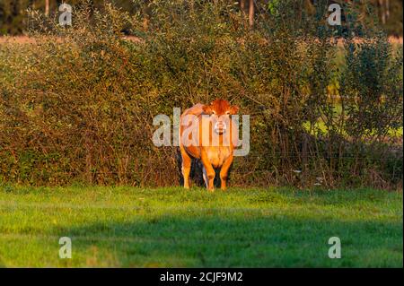 Rinder genießen die untergehende Sonne auf einem Feld, während sie Glühen in den warmen Strahlen Stockfoto