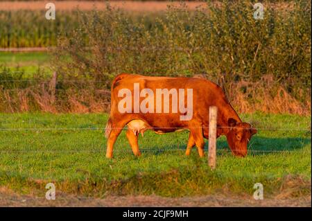 Rinder genießen die untergehende Sonne auf einem Feld, während sie Glühen in den warmen Strahlen Stockfoto