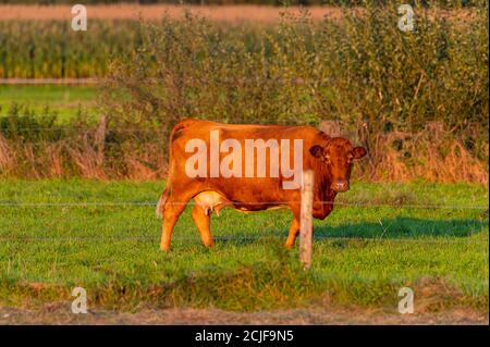 Rinder genießen die untergehende Sonne auf einem Feld, während sie Glühen in den warmen Strahlen Stockfoto