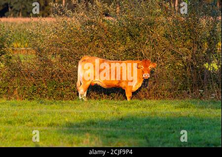 Rinder genießen die untergehende Sonne auf einem Feld, während sie Glühen in den warmen Strahlen Stockfoto