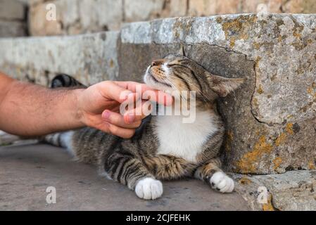 Hand eines Mannes streicheln eine schöne streunende Katze mit grauem Hintergrund in Óbidos, Portugal Stockfoto