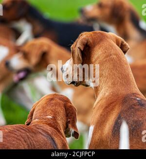 Belvoir, Grantham, Lincolnshire, Großbritannien - die Foxhounds von Belvoir Hunt Stockfoto