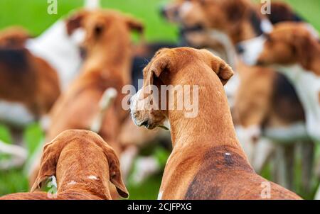 Belvoir, Grantham, Lincolnshire, Großbritannien - die Foxhounds von Belvoir Hunt Stockfoto