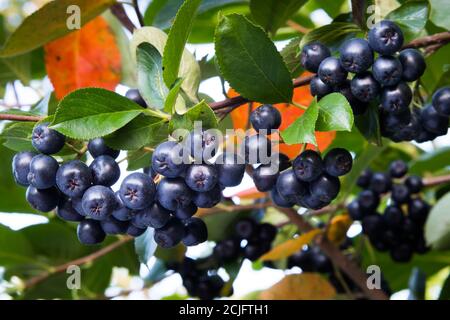 Aronia Beeren auf dem Baum. Aronia melanocarpa Stockfoto