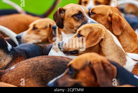 Belvoir, Grantham, Lincolnshire, Großbritannien - die Foxhounds von Belvoir Hunt Stockfoto