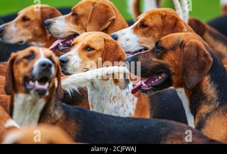 Belvoir, Grantham, Lincolnshire, Großbritannien - die Foxhounds von Belvoir Hunt Stockfoto