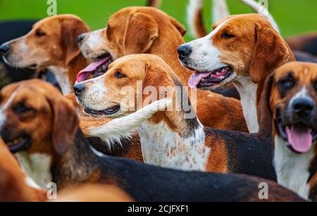 Belvoir, Grantham, Lincolnshire, Großbritannien - die Foxhounds von Belvoir Hunt Stockfoto