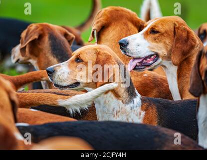 Belvoir, Grantham, Lincolnshire, Großbritannien - die Foxhounds von Belvoir Hunt Stockfoto