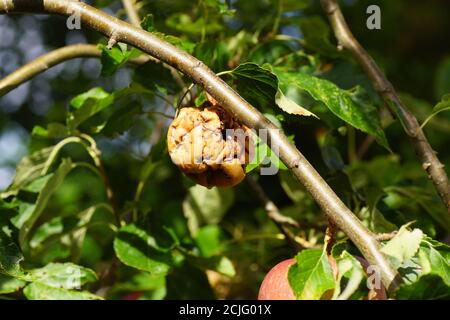 Fauler Apfel hängt an einem Apfelbaum in einem niederländischen Garten, Spätsommer, Niederlande, September. Stockfoto