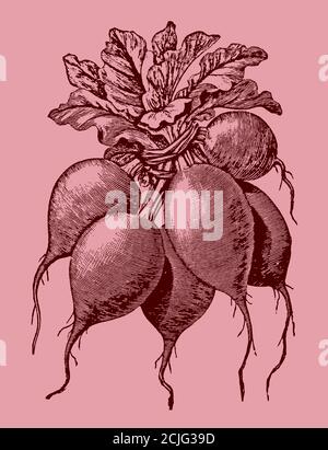 Gruppe von roten Radieschen zusammengebündelt, isoliert auf einem rosa Hintergrund. Illustration nach einem antiken Stich aus dem 19. Jahrhundert Stock Vektor