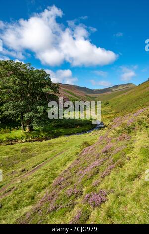 Pfad entlang Fairbrook, der zum nördlichen Rand von Kinder Scout, Peak District, Derbyshire, England führt. Heidekraut in Blüte auf den Moorhängen. Stockfoto