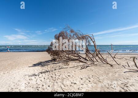 Wilden, einsamen Strand mit umgestürzten Bäumen. Kap Kolka, Lettland Stockfoto