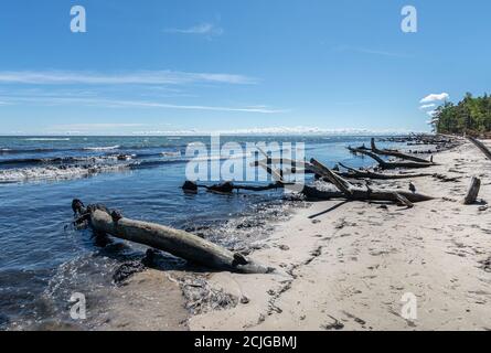 Wilden, einsamen Strand mit umgestürzten Bäumen. Kap Kolka, Lettland Stockfoto