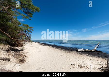 Wilden, einsamen Strand mit umgestürzten Bäumen. Kap Kolka, Lettland Stockfoto