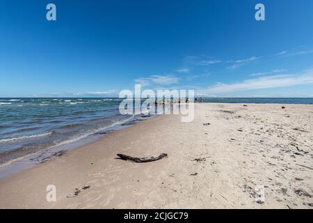 Wilden, einsamen Strand mit umgestürzten Bäumen. Kap Kolka, Lettland Stockfoto