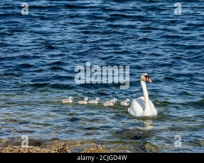 Mute Swan mit sechs Cygnets, die am Loch Fyne schwimmen Stockfoto