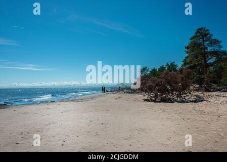 Wilden, einsamen Strand mit umgestürzten Bäumen. Kap Kolka, Lettland Stockfoto